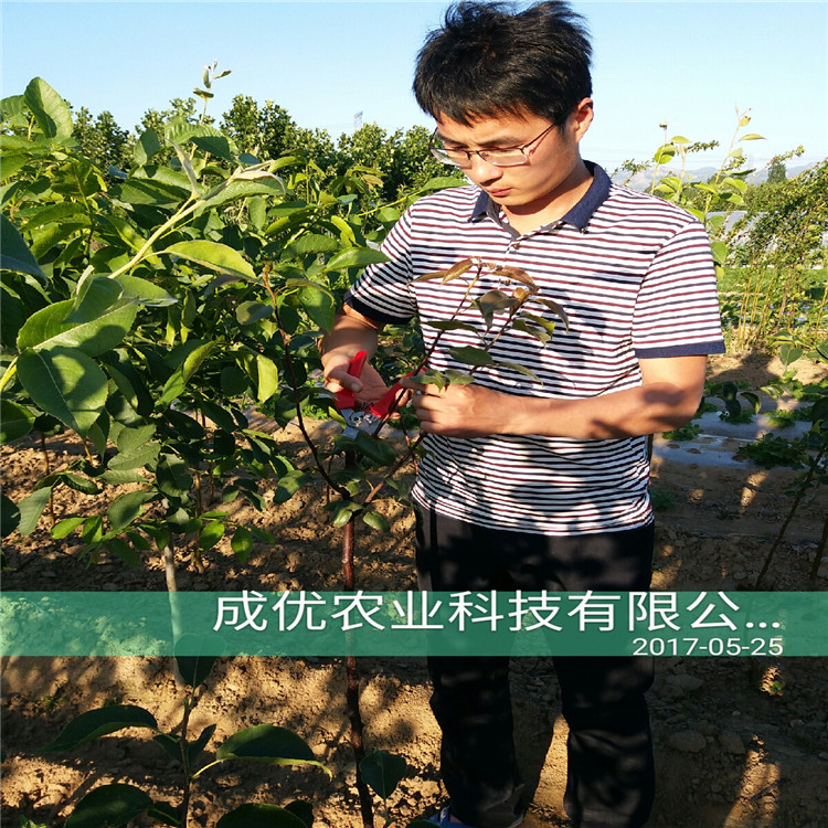 高產(chǎn)梨樹苗，梨樹苗價格