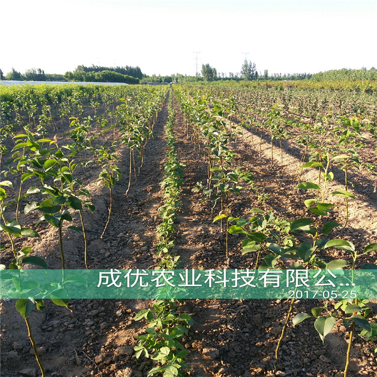 一公分梨樹，晚熟梨樹單價