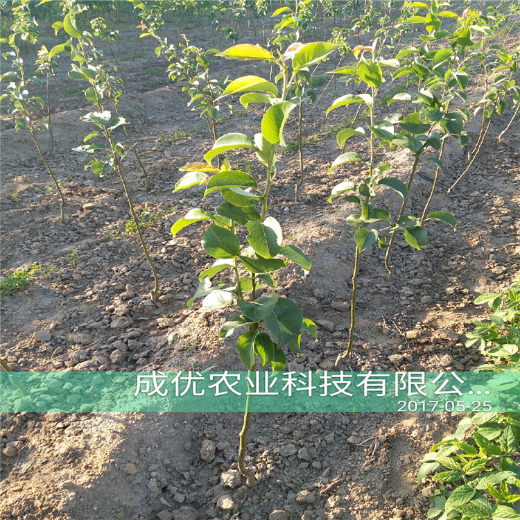 高產(chǎn)梨苗，紅香酥梨樹(shù)苗多少錢(qián)