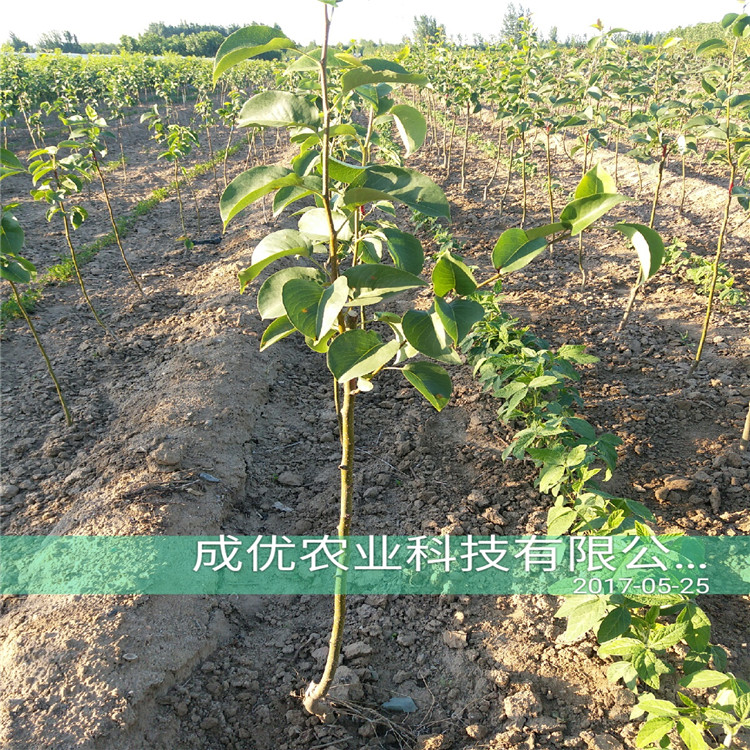 早酥紅梨苗，梨梨苗出售
