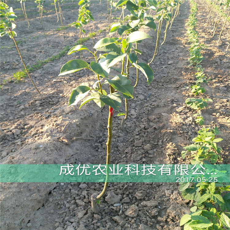 梨苗，一公分梨樹(shù)報(bào)價(jià)