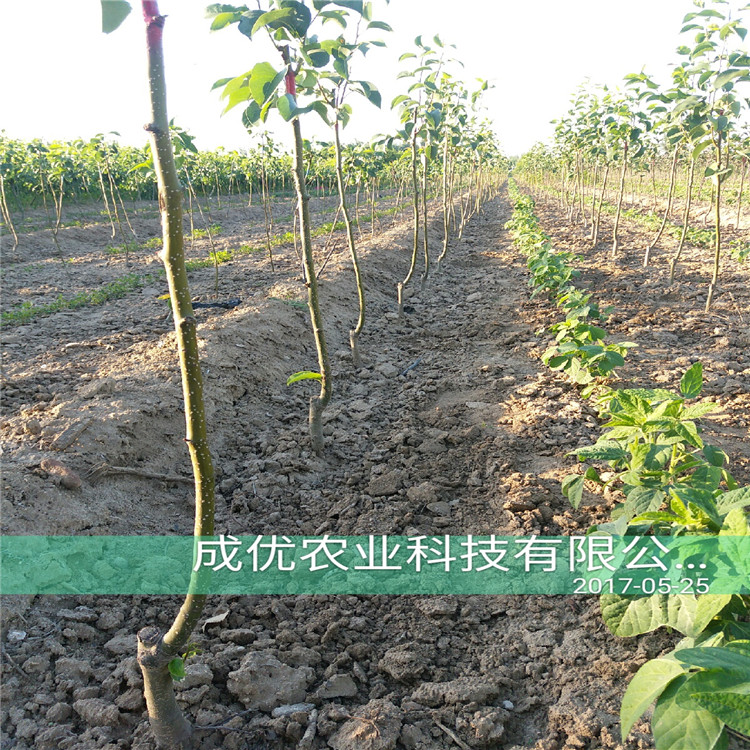 早熟梨樹，梨苗一根多少錢