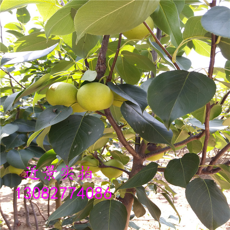 一公分梨樹苗，山東梨樹苗批發(fā)商