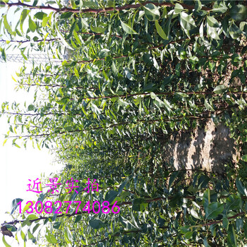 高產(chǎn)梨苗，哪里出售晚秋梨苗