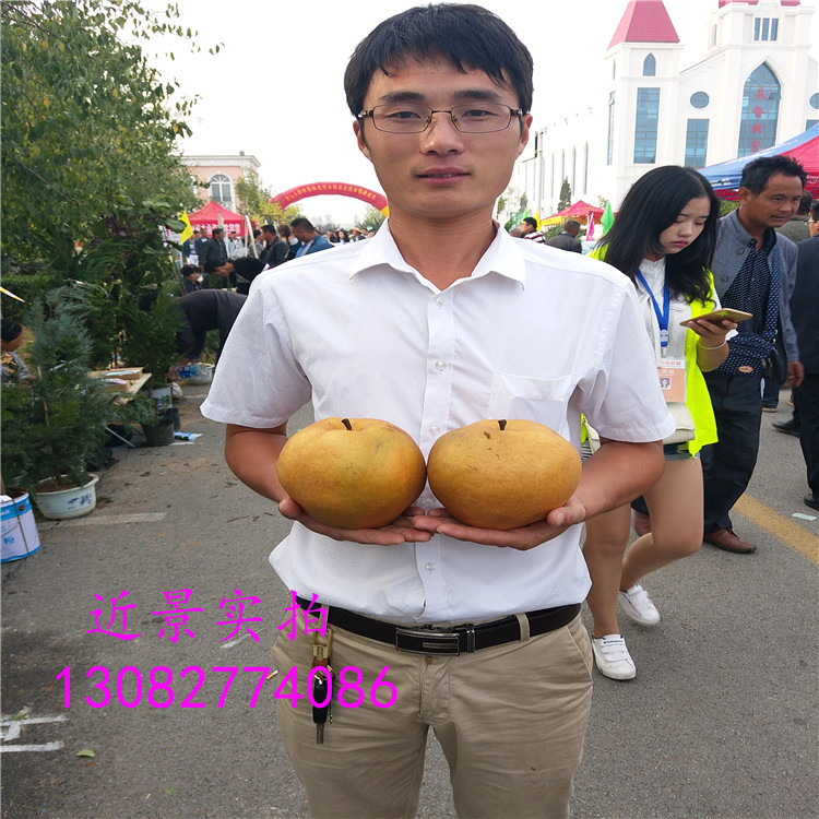 一公分梨苗，梨苗多少錢賣