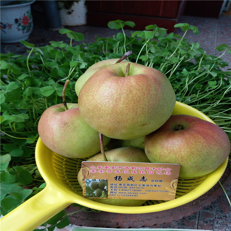 晚秋梨樹苗，新品種梨苗基地