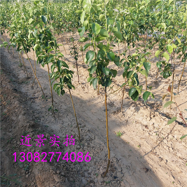 高產(chǎn)梨樹(shù)苗，梨樹(shù)多少錢一株