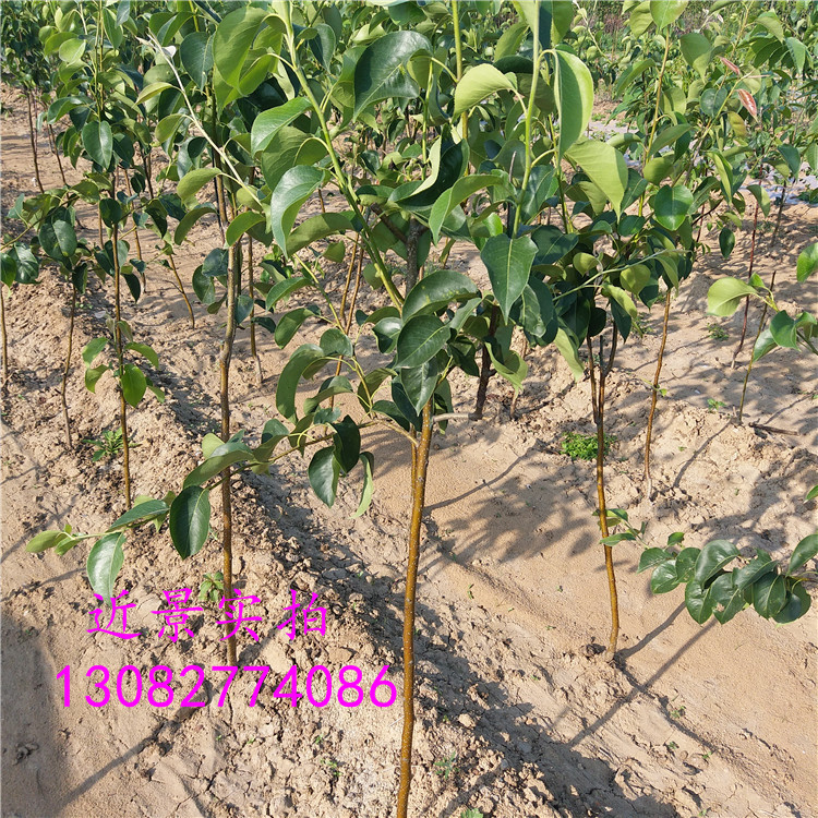 高產(chǎn)梨樹，圓黃梨樹哪家好價格