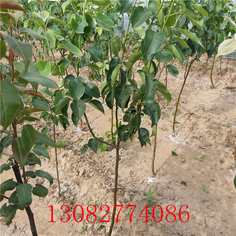 晚熟梨苗，梨苗價格出售基地