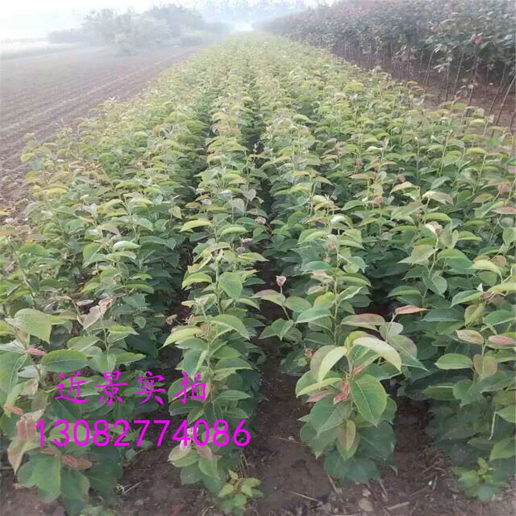 玉露香梨樹(shù)苗，批發(fā)紅香酥梨苗