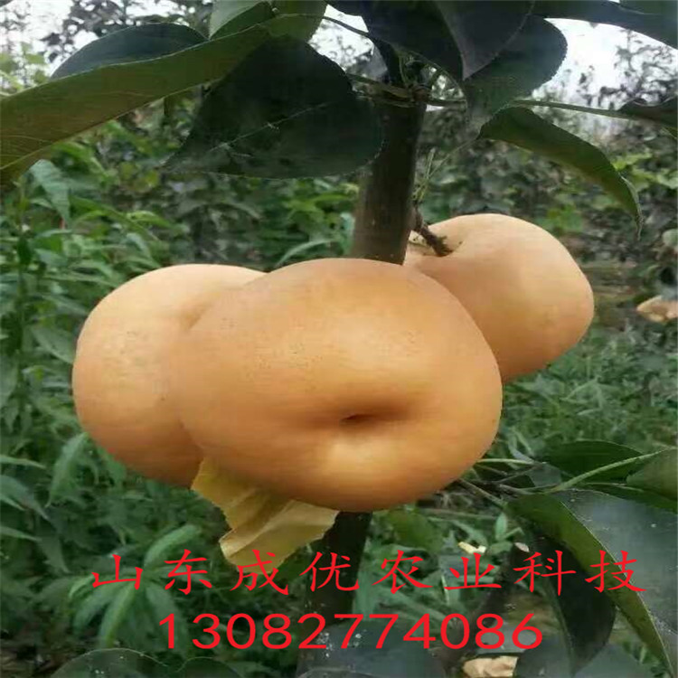 高產(chǎn)梨苗，早熟梨樹苗出售