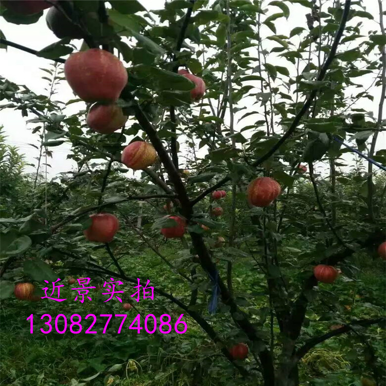 三公分梨樹(shù)苗，早熟梨樹(shù)苗出售