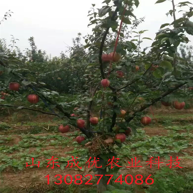 早酥紅梨樹苗，二公分梨樹苗報(bào)價(jià)