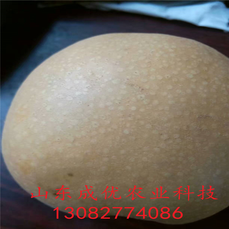 早熟梨樹，出售基地價格