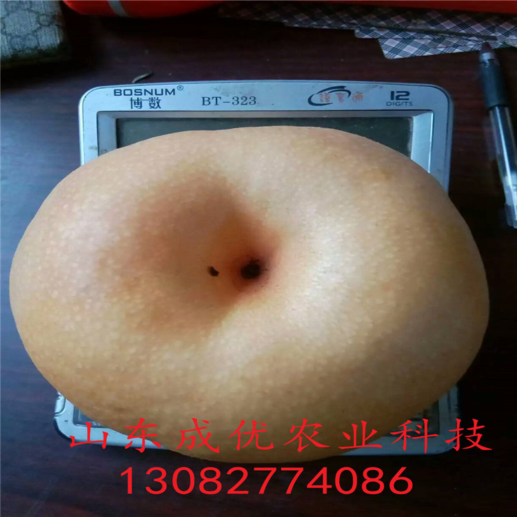 二公分梨樹(shù)，玉露香梨苗出售