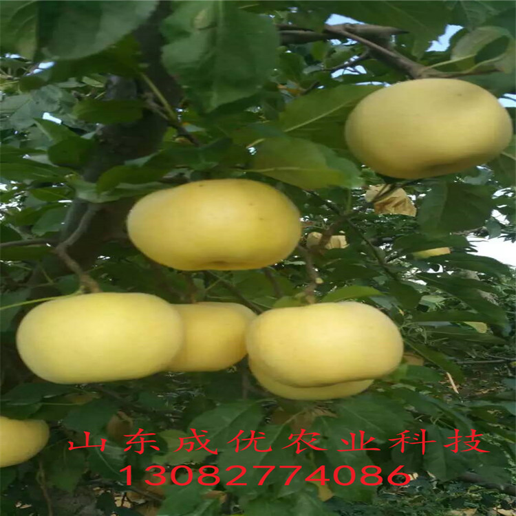 柱狀梨樹，一公分梨樹苗單價(jià)