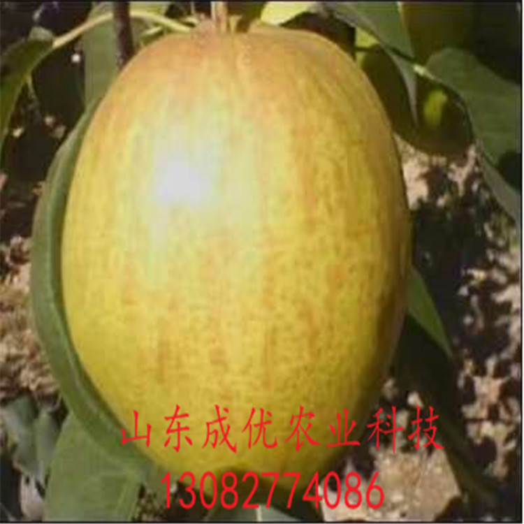高產(chǎn)梨樹(shù)苗，梨樹(shù)多少錢一株