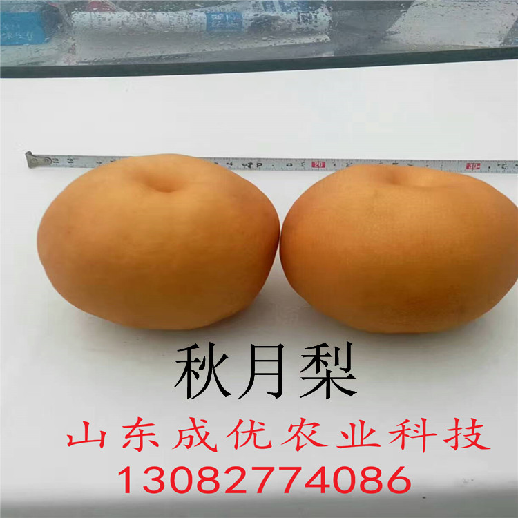 柱狀梨樹苗，梨樹苗價格