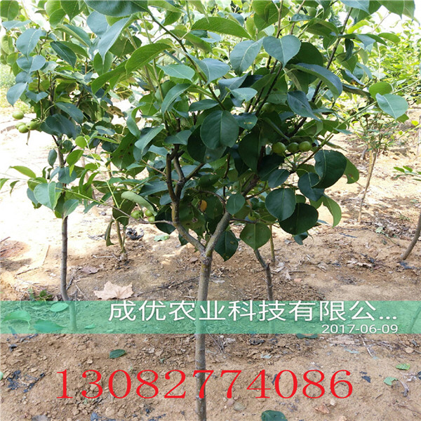 梨樹，梨樹多少錢一株