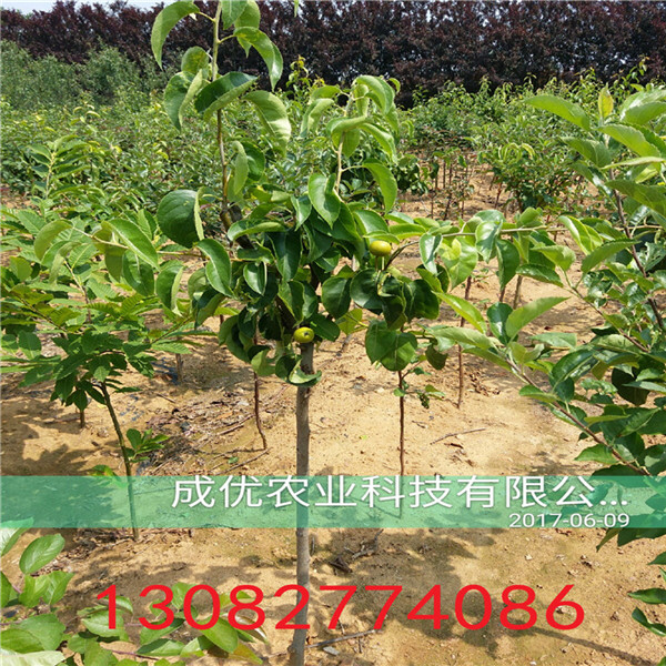 二公分梨樹，柱狀梨苗基地