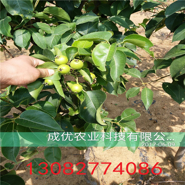 全紅梨樹苗，高產梨樹苗