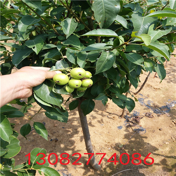 梨樹，梨樹多少錢一株