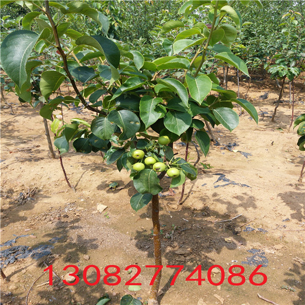 二公分梨樹(shù)苗，梨梨樹(shù)基地