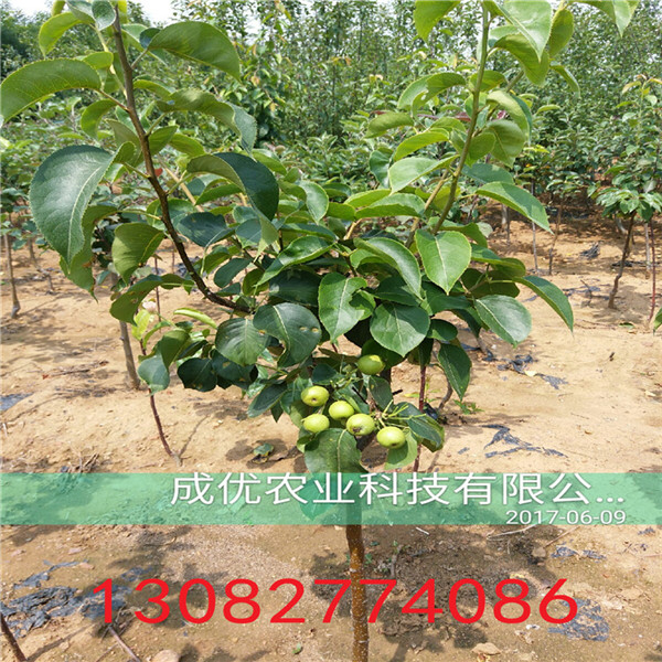 二公分梨樹(shù)苗，梨梨樹(shù)基地