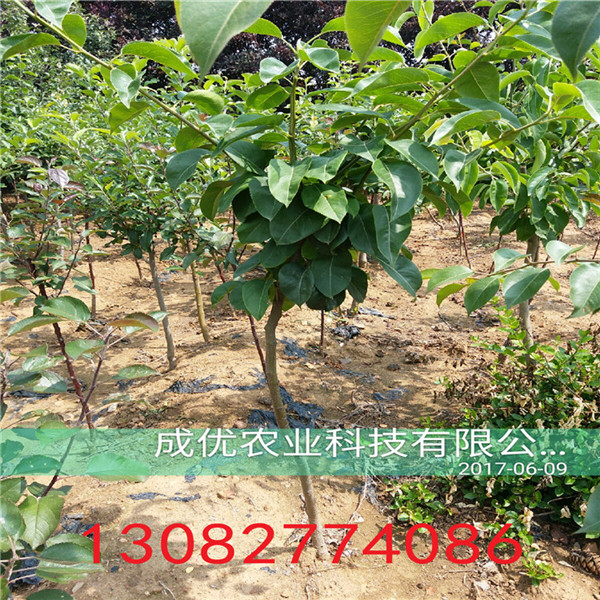 一公分梨樹苗，梨苗基地