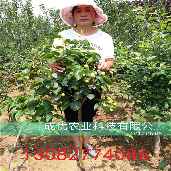二公分梨樹(shù)苗，梨梨樹(shù)基地