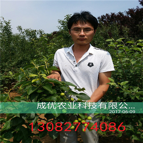 梨樹，梨樹多少錢一株