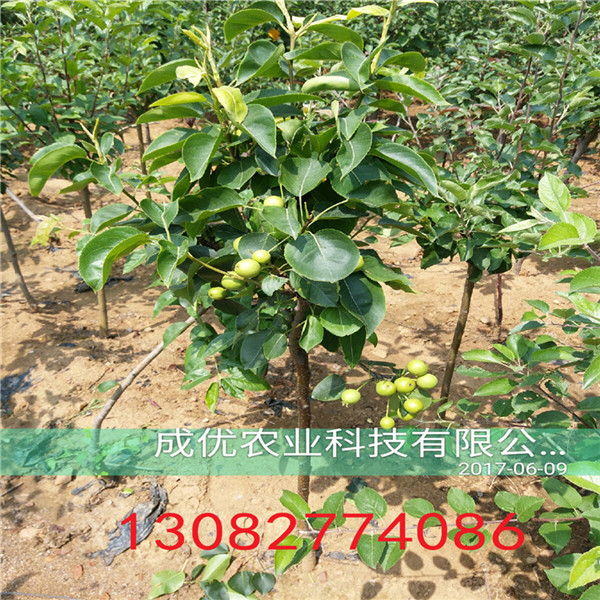 玉梨樹，哪里有新梨七號梨樹