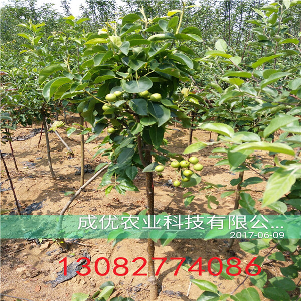 全紅梨樹苗，高產梨樹苗