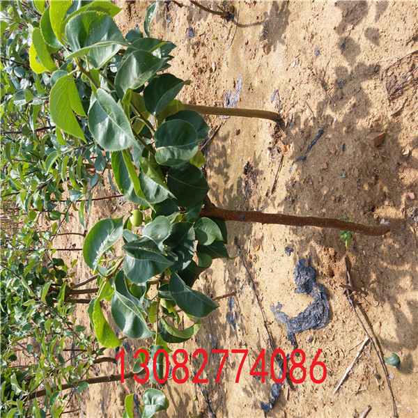 一公分梨樹苗，梨苗基地