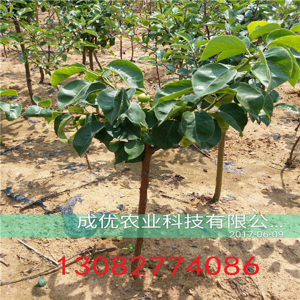 紅香酥梨樹，一公分梨樹報價
