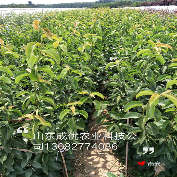 圓黃梨樹苗，柱狀梨樹苗多少錢