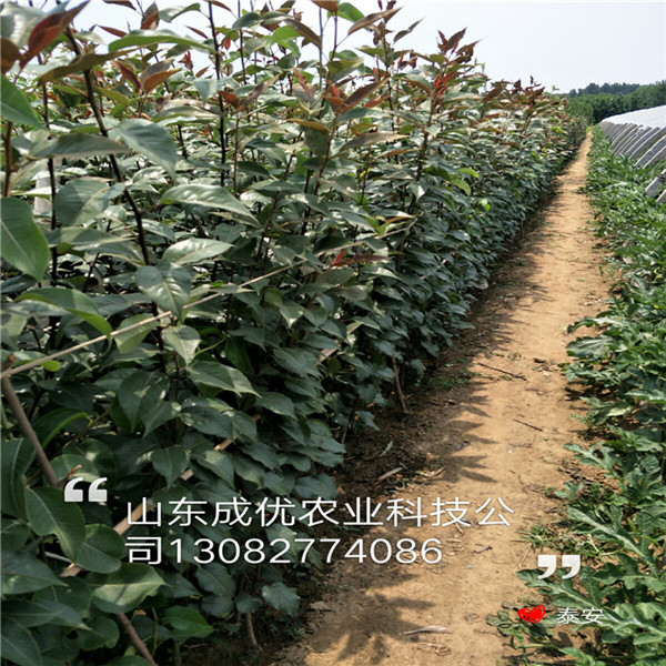 梨樹，梨樹多少錢一株
