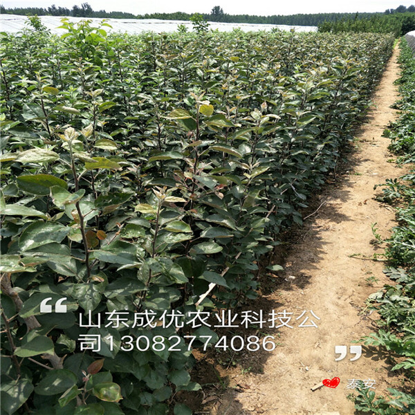 二公分梨樹，柱狀梨苗基地