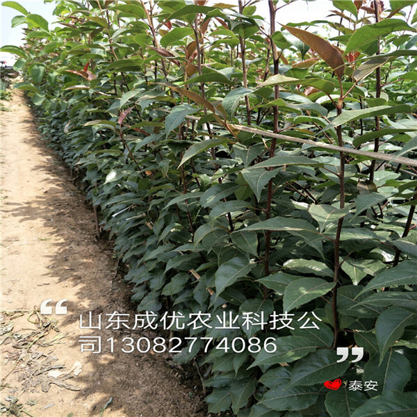 豐產(chǎn)梨樹，全紅梨苗銷售基地