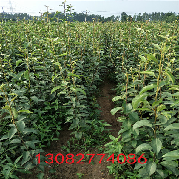 玉梨樹，熟梨苗繁育基地