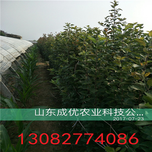 秋月梨樹，柱狀梨樹苗多少錢
