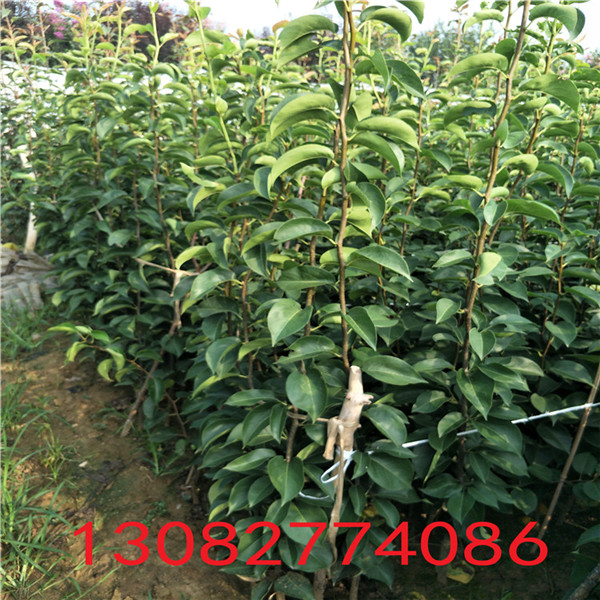 豐產(chǎn)梨樹，全紅梨苗銷售基地