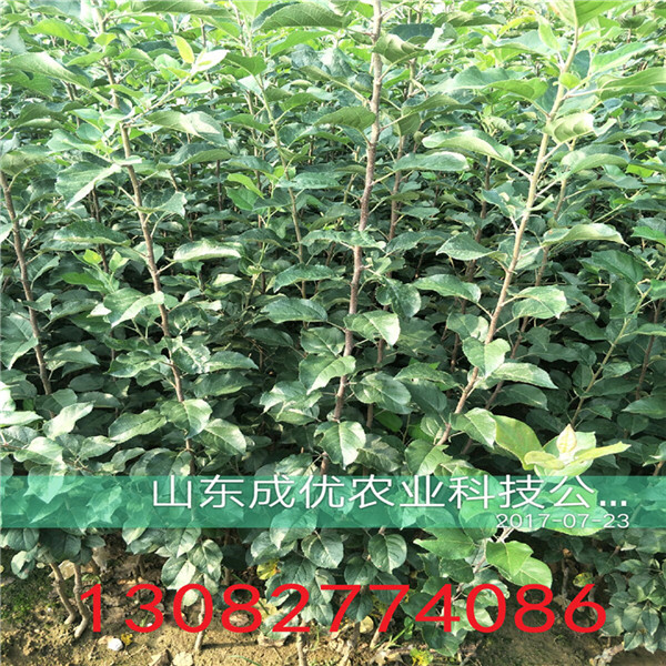 秋月梨樹，柱狀梨樹苗多少錢