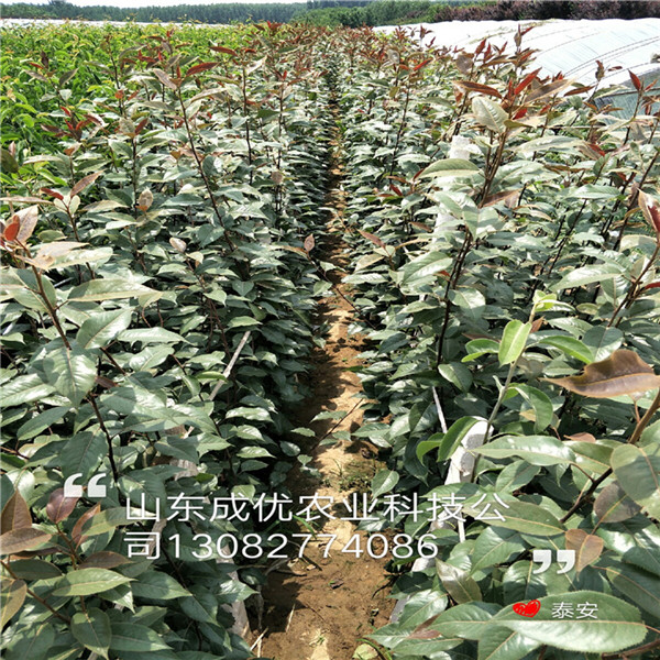全紅梨樹苗，高產梨樹苗