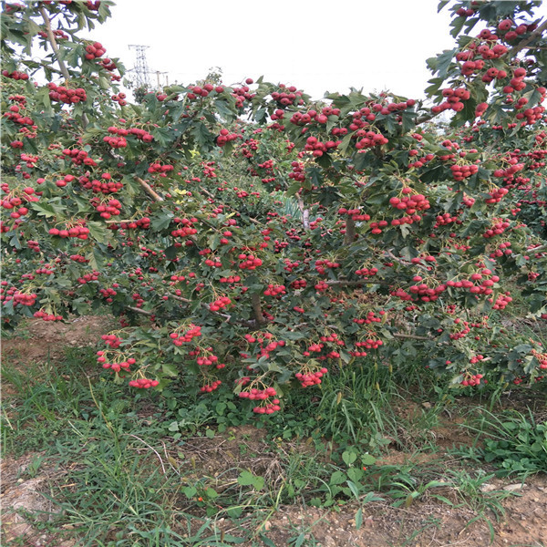 斤柿子樹(shù)苗.柿子樹(shù)種植