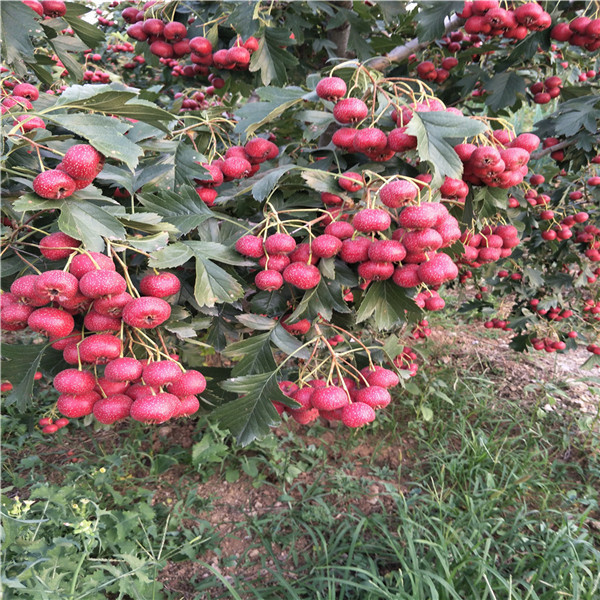 斤柿子樹(shù)苗.柿子樹(shù)種植