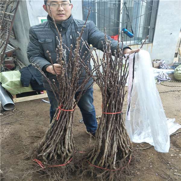 甜的柿子品種,哪里出售柿子樹