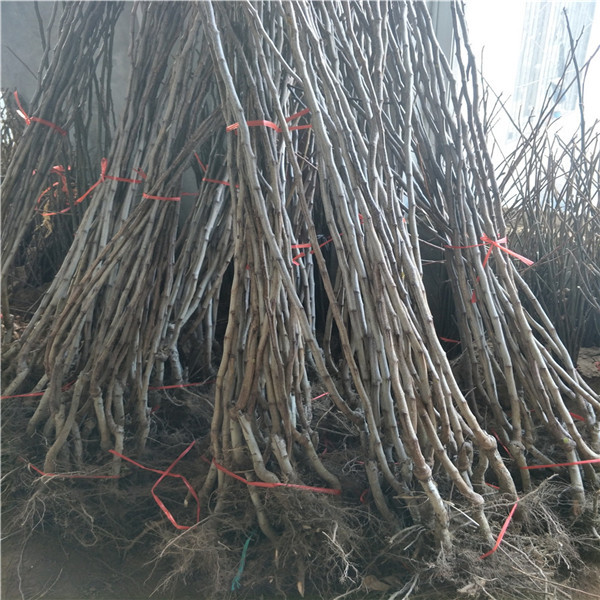 水果柿子樹(shù)苗.柿子樹(shù)種植