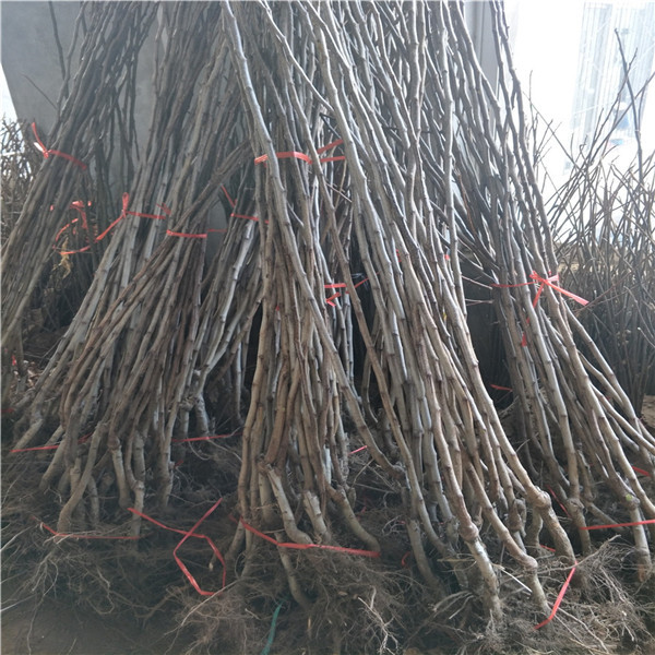 哪里賣柿子樹苗，柿子苗多少錢