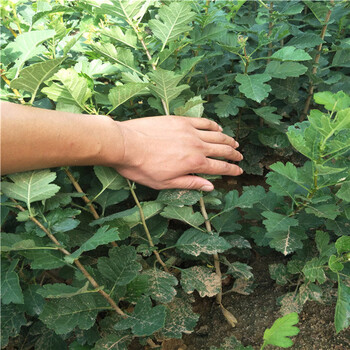 柿子樹(shù)苗去哪里買(mǎi),柿子樹(shù)苗多少錢(qián)一株